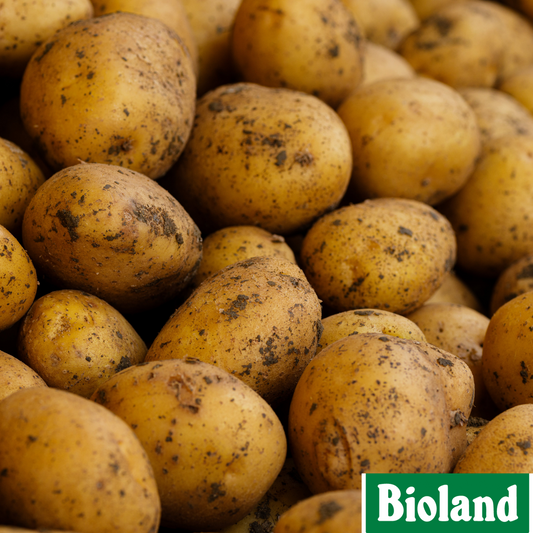 Bioland Kartoffeln 5Kg - 12,5Kg