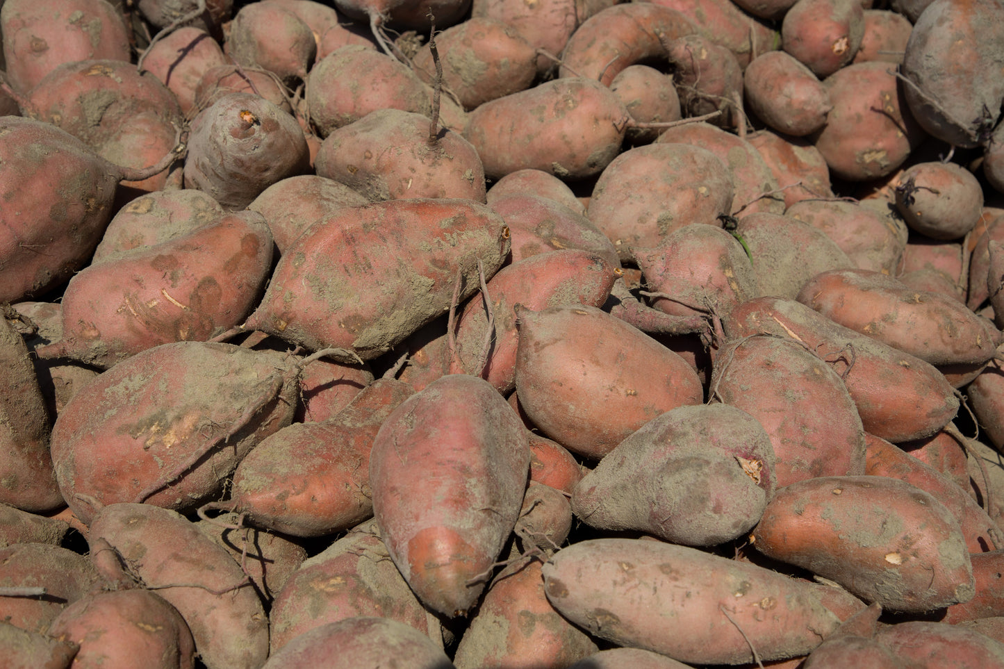 Bio Süßkartoffeln 3 - 6Kg