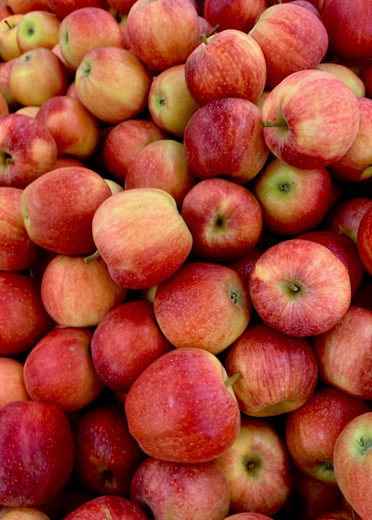 Bio Äpfel 5 - 10 Kg